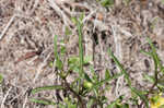 Coastal groundcherry